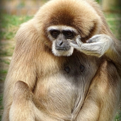 Gibbon à mains blanches - De Zonnegloed - Refuge pour animaux